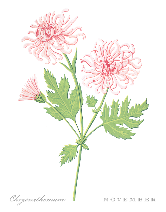 Daisy April Birth Month Flower Botanical Print on Black - Art by Jen  Montgomery Sticker by Jen Montgomery - Pixels