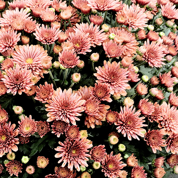 Lynne Iddon - Chrysanthemum Square 2D1