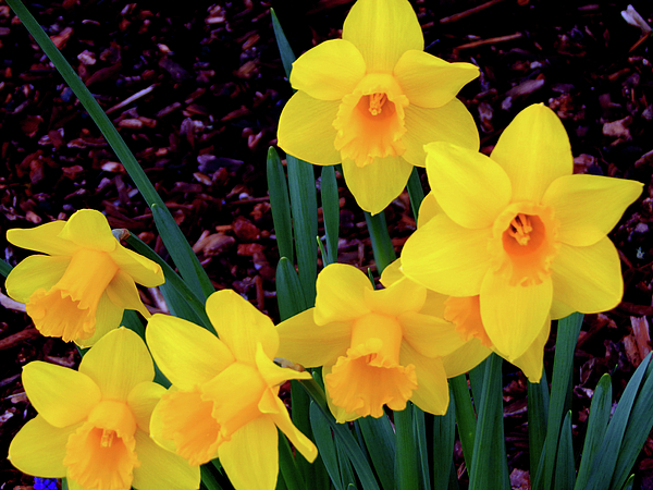 Leonard Keigher - Church Yard Daffodils