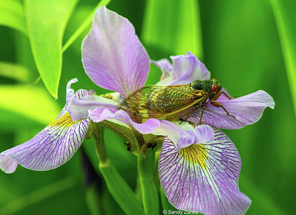Sandy Zanko - Cicada on Iris