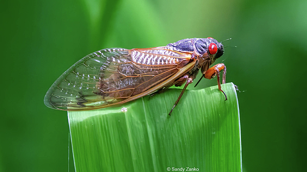 Sandy Zanko - Cicada