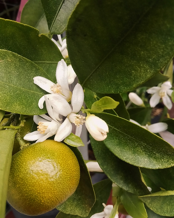 Marine B Rosemary - Citrus Blossom