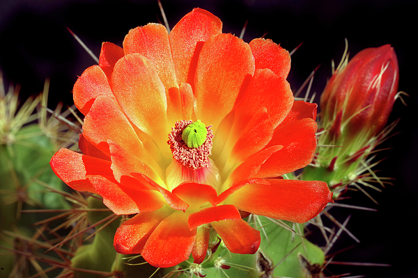 Douglas Taylor -  First to Bloom, Claret Cup Cactus Flower and Bud