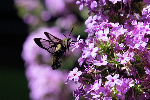 Candice Lowther - A Clearwing Hummingbird Moth Drinks From Phlox