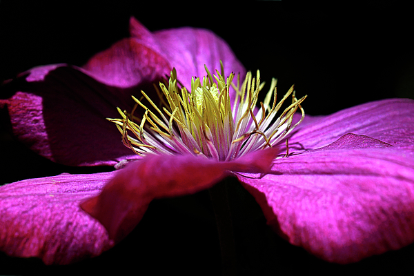 Eckart Mayer Photography - Purple clematis flower close-up