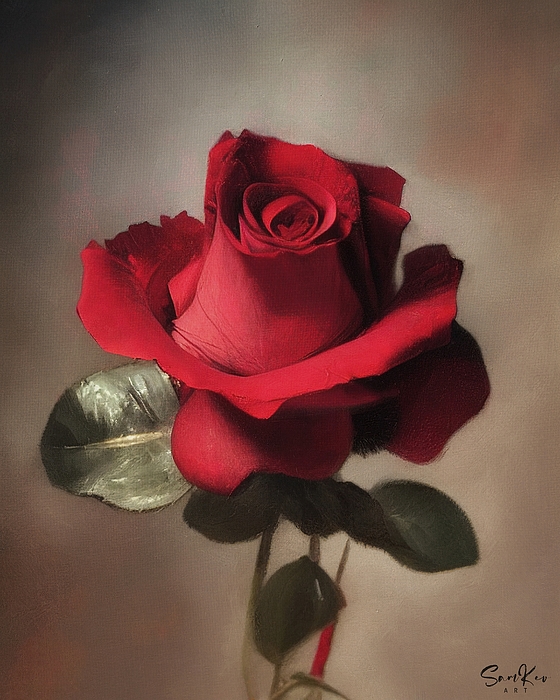 Samuel HUYNH - Cleopatra red rose