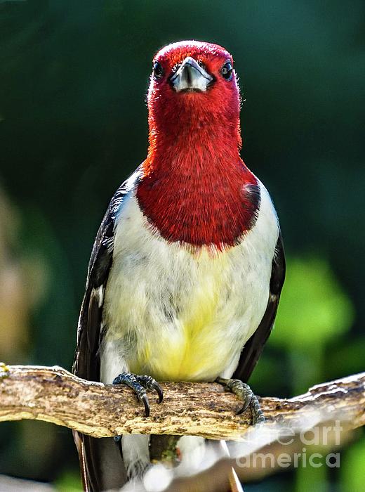 Cindy Treger - Close Encounter with a Red-headed Woodpecker