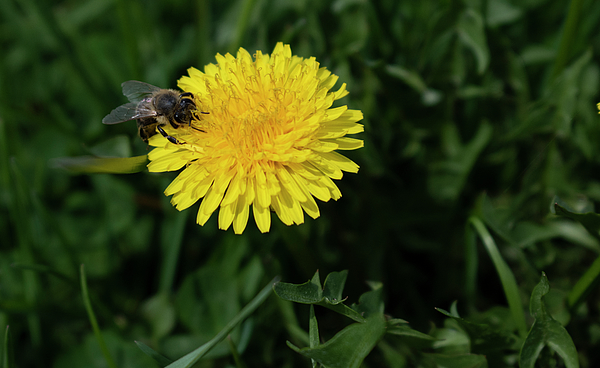 Yellow on sale wildflower sweatshirt