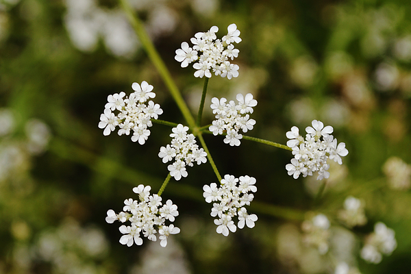 Close Up Of Japanese Hedge Parsley Wildflower Adult Pull Over Hoodie For Sale By Gaby Ethington