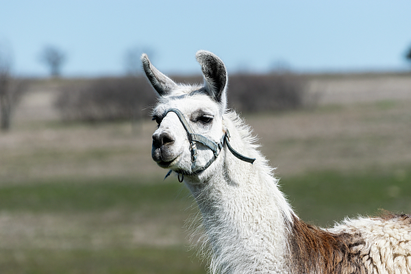 Closeup of brown and white Llama with head slightly turned Fleece