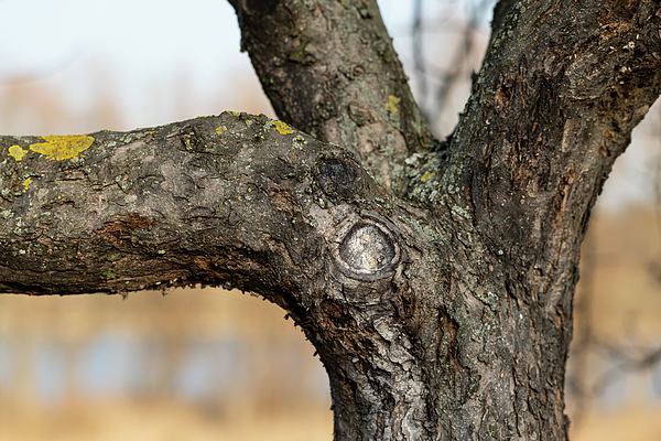 Closeup of tree fork with thick branches Throw Pillow by Stefan