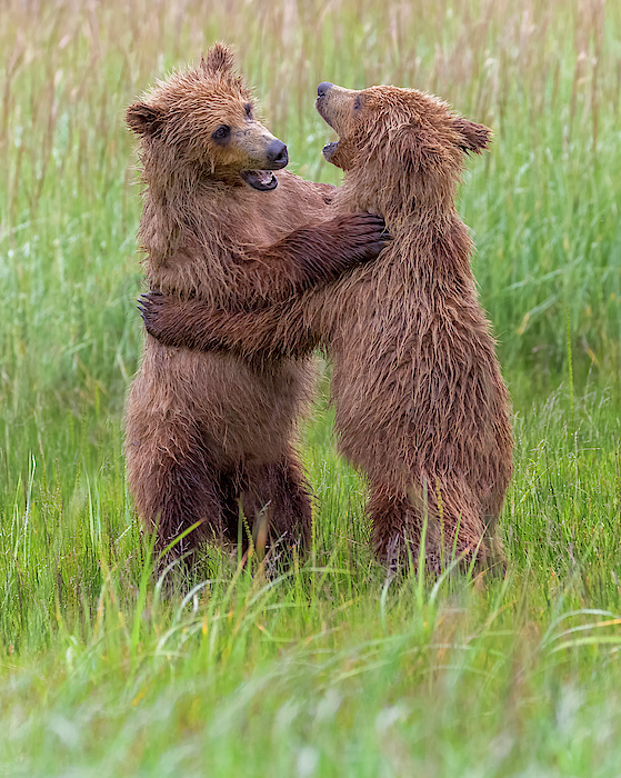 Coastal Brown Bear Cubs Play Fighting T-Shirt