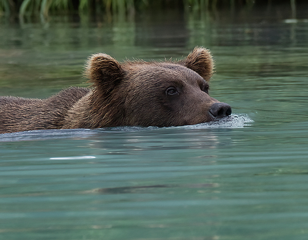 Barbara Sophia Photography - Alaskan Brown Bear Swimming