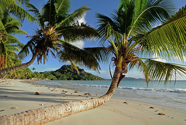 Eckart Mayer Photography - Coconut palmtrees on a sandy Seychelles beach