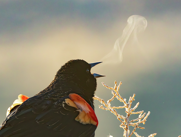 Kent Keller - Cold Morning Song