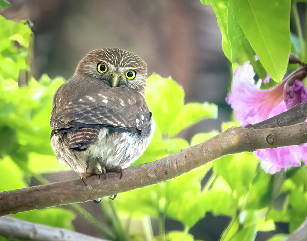 Judi Dressler - Ferruginous Pygmy-Owl