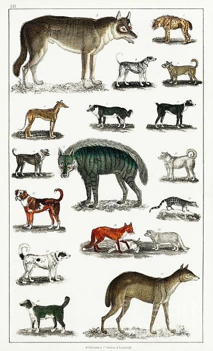 Collection of animals in the canine and feline family from A history of the  earth and animated natur Jigsaw Puzzle by Shop Ability - Pixels