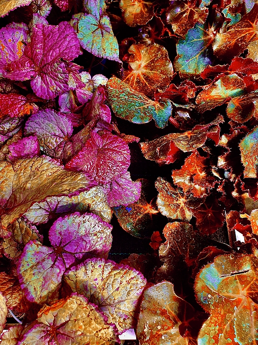 E Hollender - Colorful Leaves