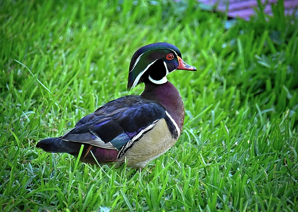 Carol Bradley - Colorful Male Wood Duck