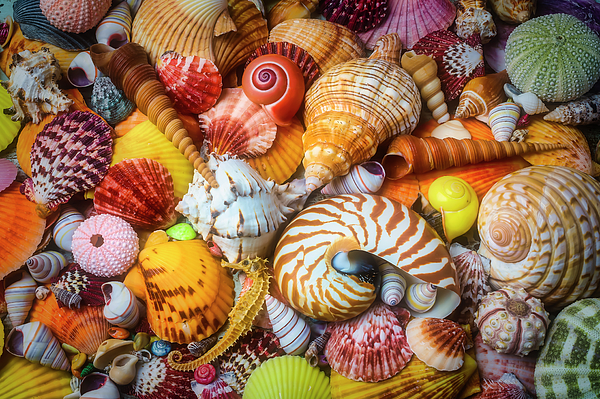 Assortment of Beautiful Seashells Photograph by Garry Gay - Fine Art America