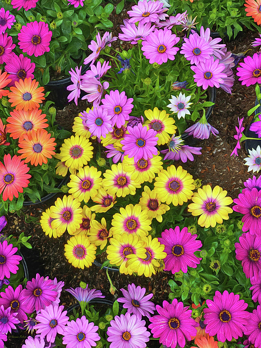 Flower Art