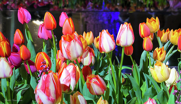 Kathi Isserman - Colorful Tulips