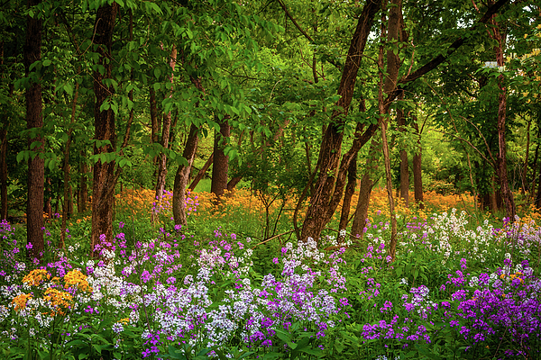 Andrew Soundarajan - Colorful Wildflowers