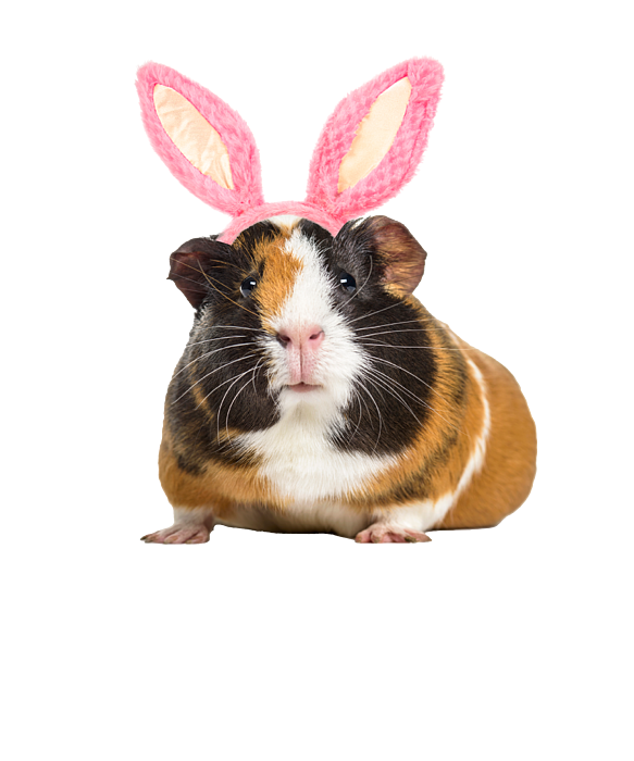 Come On And Play Bunny Ears Guinea Pigs Onesie by Mooon Tees Pixels