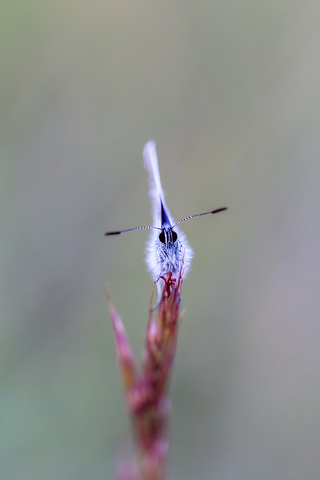 https://images.fineartamerica.com/images/artworkimages/medium/3/common-blue-butterfly-on-the-grass-arpad-radoczy.jpg