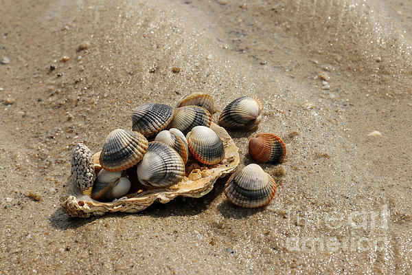 Common cockles on the sand - edible saltwater clam Coffee Mug by Michal  Boubin - Pixels