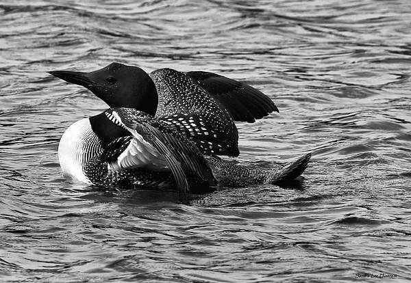 Sandra Huston - Common Loon in Black and White Spring 2022
