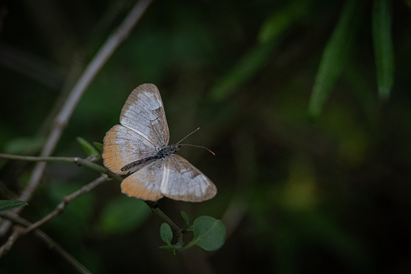 Debra Martz - Common Mestra Butterfly South Texas