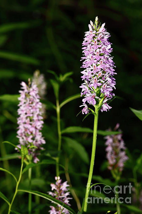 James Brunker - Common Spotted Orchids In Bloom