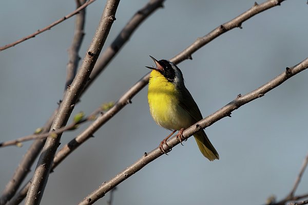 Candice Lowther - Common Yellowthroat in song
