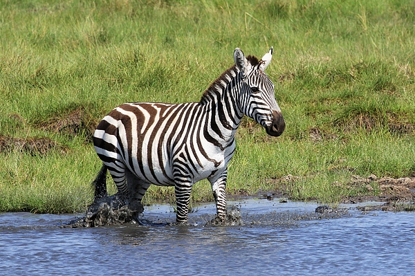 Debbie Blackman - Common Zebra splashing in water hole
