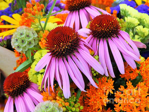 Tina M Powell - Cone Flower colors 