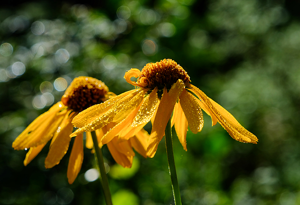 Wildflower Art