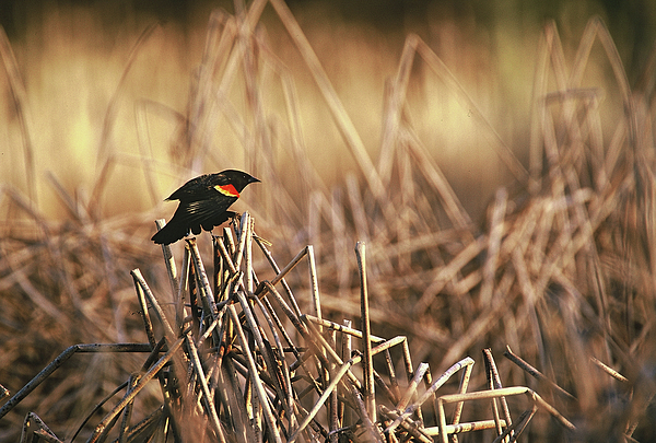 Bird Photographs