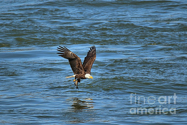 https://images.fineartamerica.com/images/artworkimages/medium/3/conowingo-eagle-fishing-reflections-adam-jewell.jpg
