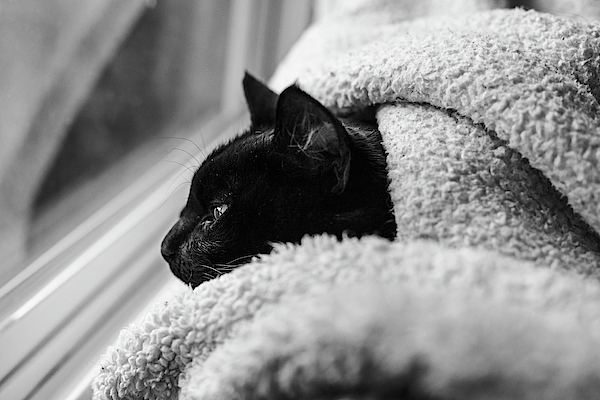 Contemplating the Outside Black Cat Chilling Fleece Blanket by