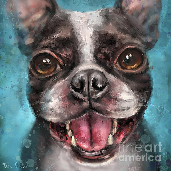 Boston Terrier Dog - Jigsaw Puzzle