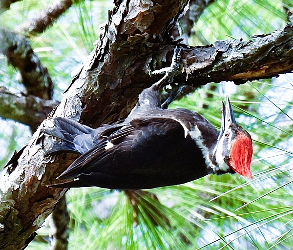 Tory Wilcox - Coordinated Pileated