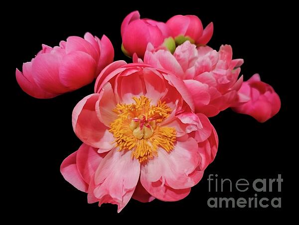 Jeannie Rhode - Coral Peonies from Netherlands