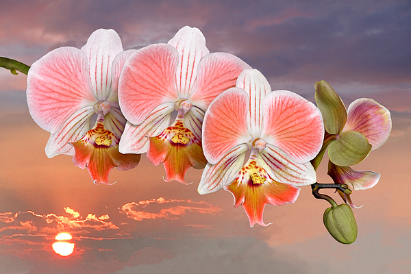 Gill Billington - Coral Pink Orange Orchid Sunset