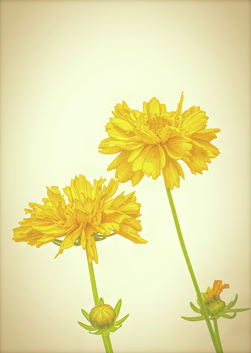 Minimalist Art