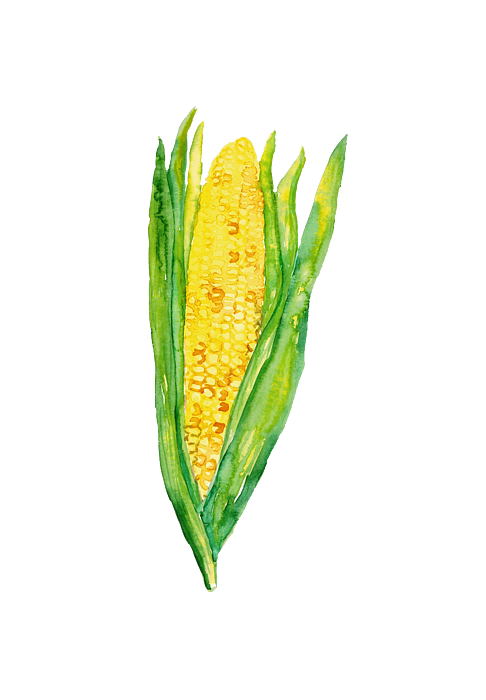 can of corn clipart contemporary