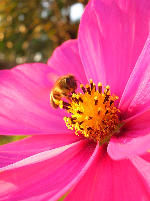 Bees and Pink Cosmos Birthday | Greeting Card Bees and Pink Cosmos Birthday | Greeting Card