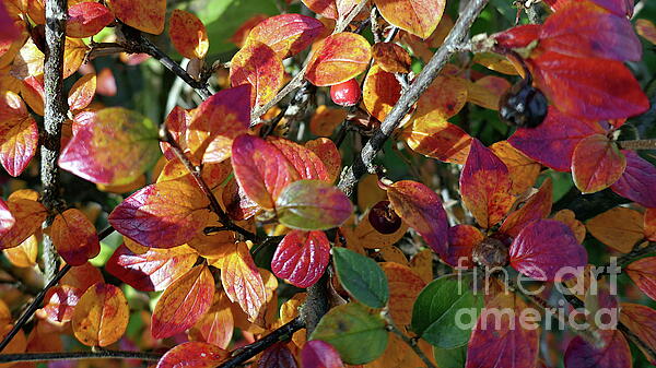 Paul Boizot - Cotoneaster Autumn colours