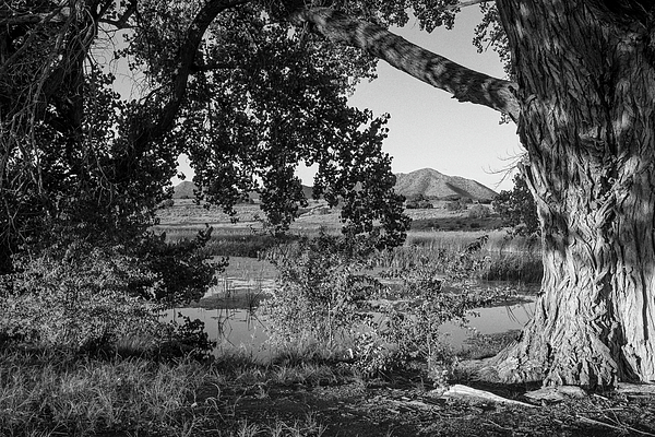 Mary Lee Dereske - Cottonwood and Pond in New Mexico Desert in B W