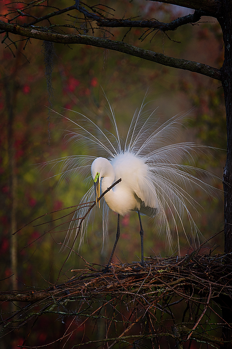 Great Egret Art
